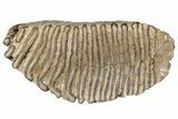 Fossil Woolly Mammoth Upper M Molar - North Sea Deposits #200779-1
